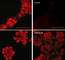 Mitogen-Activated Protein Kinase 8 antibody, JM2671, ECM Biosciences, Immunocytochemistry image 