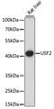 Upstream stimulatory factor 2 antibody, A8158, ABclonal Technology, Western Blot image 