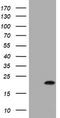 CDKN2A antibody, LS-C175704, Lifespan Biosciences, Western Blot image 