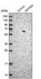 Zinc Finger Protein 529 antibody, PA5-56700, Invitrogen Antibodies, Western Blot image 