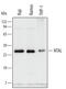 NTAL antibody, AF4066, R&D Systems, Western Blot image 