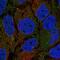 Shroom Family Member 1 antibody, PA5-58063, Invitrogen Antibodies, Immunofluorescence image 