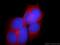 Uncharacterized protein C10orf68 antibody, 24975-1-AP, Proteintech Group, Immunofluorescence image 