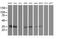 Signal Sequence Receptor Subunit 1 antibody, MA5-25634, Invitrogen Antibodies, Western Blot image 