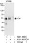 FGFR1 Oncogene Partner antibody, A301-861A, Bethyl Labs, Immunoprecipitation image 