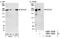 Dedicator Of Cytokinesis 4 antibody, NBP1-26648, Novus Biologicals, Western Blot image 