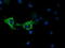 Cytochrome C Oxidase Subunit 6A1 antibody, M09572, Boster Biological Technology, Immunofluorescence image 
