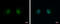 Protein Serine Kinase H2 antibody, GTX111548, GeneTex, Immunofluorescence image 