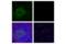 CD28 antibody, 38774S, Cell Signaling Technology, Flow Cytometry image 