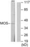 Proto-oncogene serine/threonine-protein kinase mos antibody, abx013354, Abbexa, Western Blot image 