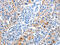 Acylphosphatase 1 antibody, CSB-PA910215, Cusabio, Immunohistochemistry paraffin image 