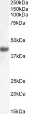 F-box only protein 32 antibody, PA5-19056, Invitrogen Antibodies, Western Blot image 