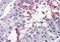 Fatty Acid Amide Hydrolase antibody, orb89421, Biorbyt, Immunohistochemistry paraffin image 