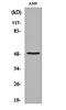 Coagulation Factor X antibody, orb159407, Biorbyt, Western Blot image 