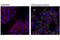 Microtubule Associated Protein 1 Light Chain 3 Beta antibody, 2775S, Cell Signaling Technology, Immunofluorescence image 