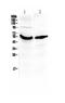 GC Vitamin D Binding Protein antibody, PA5-79301, Invitrogen Antibodies, Western Blot image 