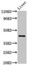 Histamine H4 receptor antibody, CSB-PA887972LA01HU, Cusabio, Western Blot image 