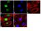Protein SOX-15 antibody, 720155, Invitrogen Antibodies, Immunofluorescence image 