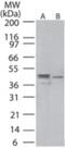 Mitogen-Activated Protein Kinase Kinase 1 antibody, NBP2-24542, Novus Biologicals, Western Blot image 