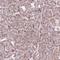 Phosphoenolpyruvate carboxykinase [GTP], mitochondrial antibody, HPA051162, Atlas Antibodies, Immunohistochemistry frozen image 