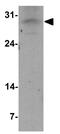 Oligodendrocyte Transcription Factor 1 antibody, GTX31916, GeneTex, Western Blot image 