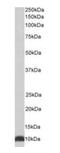 Heat Shock Protein Family E (Hsp10) Member 1 antibody, orb318743, Biorbyt, Western Blot image 