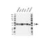 Heterogeneous nuclear ribonucleoprotein D0 antibody, VPA00458, Bio-Rad (formerly AbD Serotec) , Western Blot image 