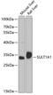 Stp antibody, GTX55811, GeneTex, Western Blot image 