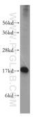 Ubiquitin Like 4A antibody, 14253-1-AP, Proteintech Group, Western Blot image 