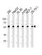 Zinc Finger CCCH-Type, RNA Binding Motif And Serine/Arginine Rich 2 antibody, TA325149, Origene, Western Blot image 