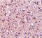 Neuronal PAS Domain Protein 3 antibody, PA5-20365, Invitrogen Antibodies, Immunohistochemistry frozen image 