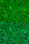 Complement C5 antibody, 23-402, ProSci, Immunofluorescence image 