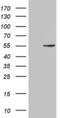 Pancreatic triacylglycerol lipase antibody, MA5-27518, Invitrogen Antibodies, Western Blot image 