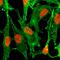 Histone H2B type 1 antibody, MA5-27885, Invitrogen Antibodies, Immunofluorescence image 