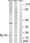 Ribosomal Protein L18 antibody, TA314462, Origene, Western Blot image 