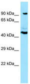 Cytospin-B antibody, TA343199, Origene, Western Blot image 