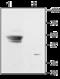 Potassium Voltage-Gated Channel Subfamily J Member 9 antibody, GTX16648, GeneTex, Western Blot image 