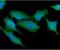 Quinone oxidoreductase PIG3 antibody, NBP2-22591, Novus Biologicals, Immunofluorescence image 