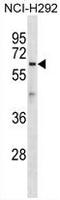 Atlastin GTPase 1 antibody, AP50288PU-N, Origene, Western Blot image 