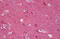 Synuclein antibody, MBS243952, MyBioSource, Immunohistochemistry frozen image 