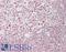 Ribonuclease H2 subunit A antibody, LS-B14202, Lifespan Biosciences, Immunohistochemistry paraffin image 