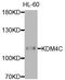 Lysine Demethylase 4C antibody, STJ110783, St John