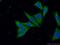 Sad1 And UNC84 Domain Containing 3 antibody, 26434-1-AP, Proteintech Group, Immunofluorescence image 