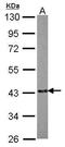 EMAP Like 2 antibody, GTX115762, GeneTex, Western Blot image 