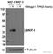 Dual Specificity Phosphatase 6 antibody, ab76310, Abcam, Western Blot image 