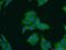 Sperm Associated Antigen 4 antibody, 19721-1-AP, Proteintech Group, Immunofluorescence image 