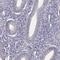Ubiquitin Like 4B antibody, HPA031364, Atlas Antibodies, Immunohistochemistry frozen image 
