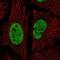 Nicolin 1 antibody, PA5-66124, Invitrogen Antibodies, Immunofluorescence image 