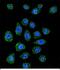 Poly(A) Binding Protein Nuclear 1 Like, Cytoplasmic antibody, PA5-48309, Invitrogen Antibodies, Immunofluorescence image 