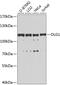 DLG1 antibody, 23-649, ProSci, Western Blot image 